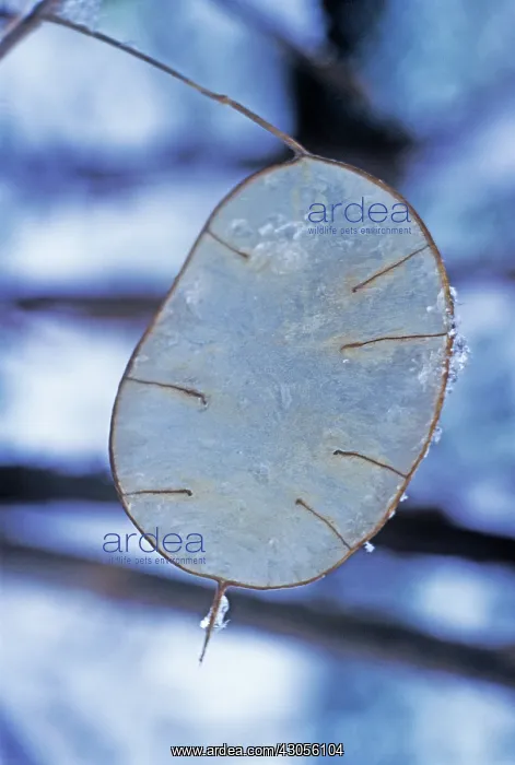 : Honesty, Lunaria annua : Honesty, Lunaria annua