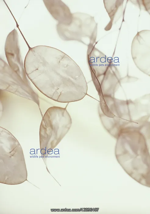 : Honesty, Lunaria annua : Honesty, Lunaria annua