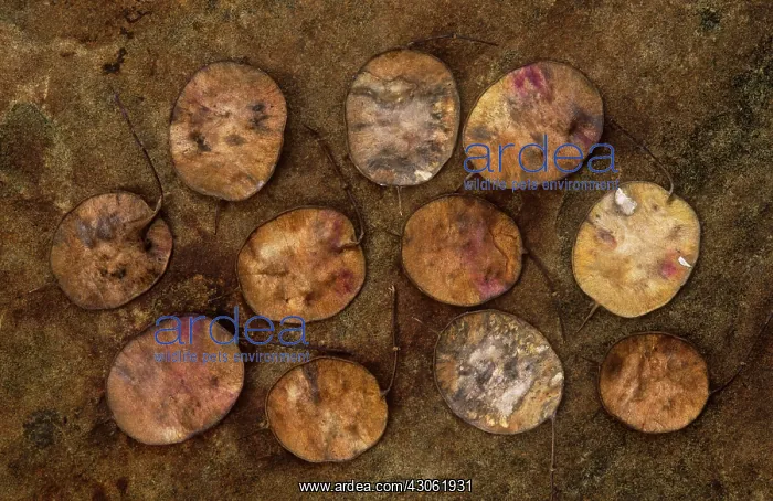 : Honesty, Lunaria annua : Honesty, Lunaria annua
