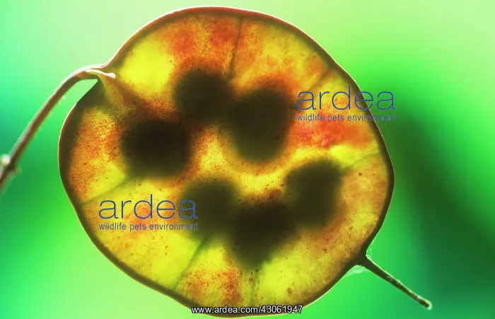 : Honesty, Lunaria annua : Honesty, Lunaria annua