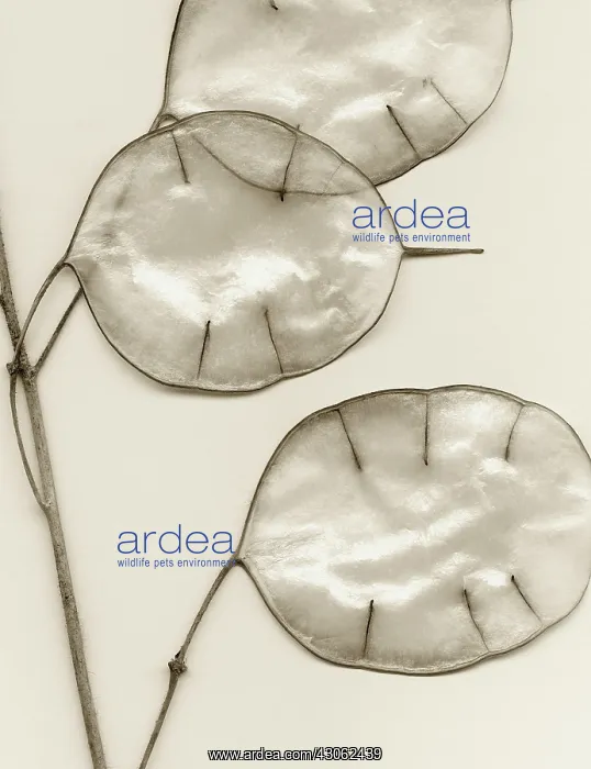 : Honesty, Lunaria annua : Honesty, Lunaria annua