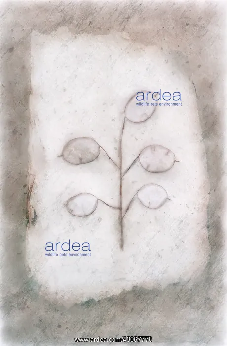 : Honesty, Lunaria. Digitally manipulated image of outline of stem : Honesty, Lunaria. Digitally manipulated image of outline of stem