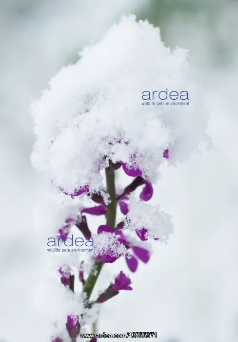 : Honesty, Lunaria annua : Honesty, Lunaria annua
