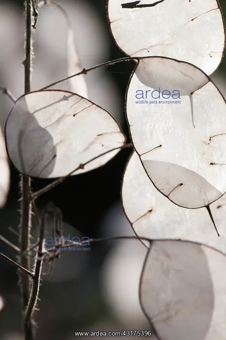 : Honesty, Lunaria annua, close up of the translucent papery s : Honesty, Lunaria annua, close up of the translucent papery s