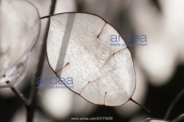 : Honesty, Lunaria annua, close up of the translucent papery s : Honesty, Lunaria annua, close up of the translucent papery s