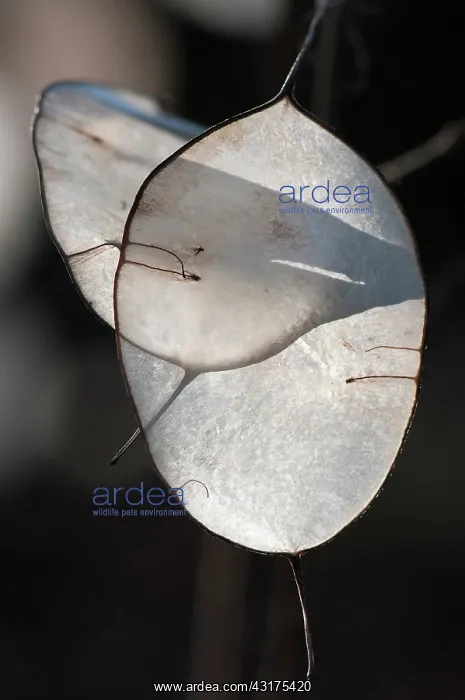 : Honesty, Lunaria annua, close up of the translucent papery s : Honesty, Lunaria annua, close up of the translucent papery s