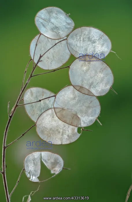 : Honesty, Lunaria annua, with dried fruits or sil : Honesty, Lunaria annua, with dried fruits or sil