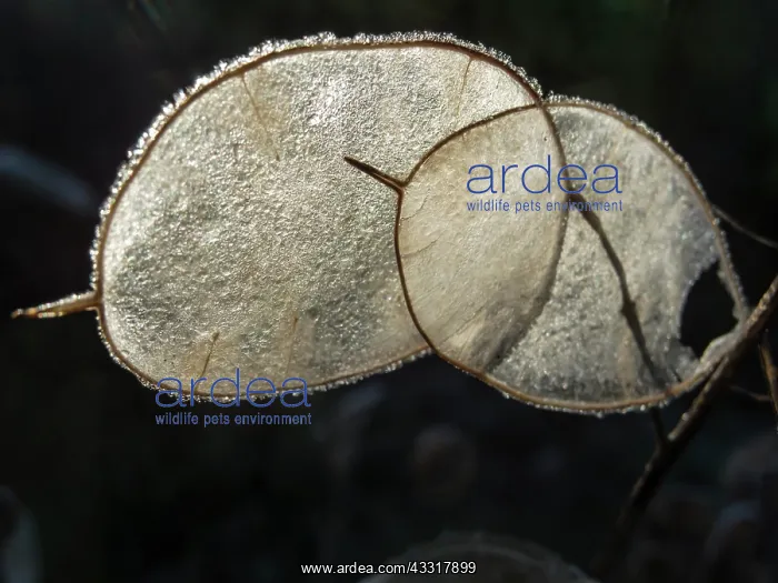 : Honesty, Lunaria annua, Two frosted transluscent : Honesty, Lunaria annua, Two frosted transluscent