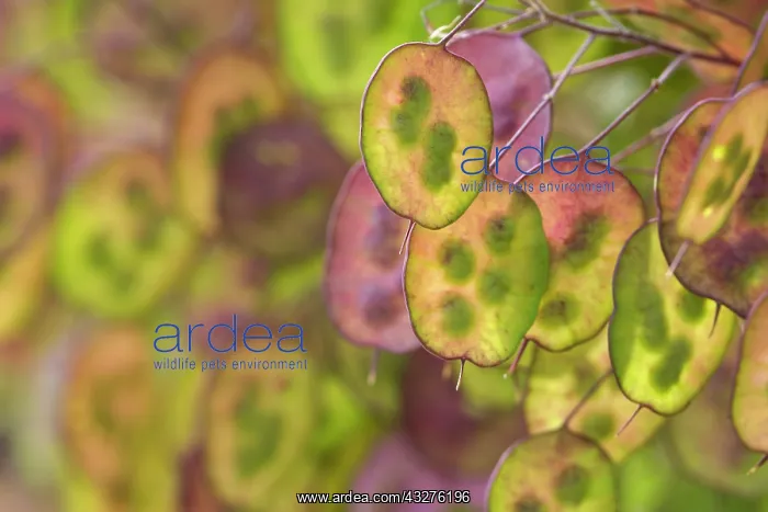 : Honesty, Lunaria annua, Purple subject : Honesty, Lunaria annua, Purple subject