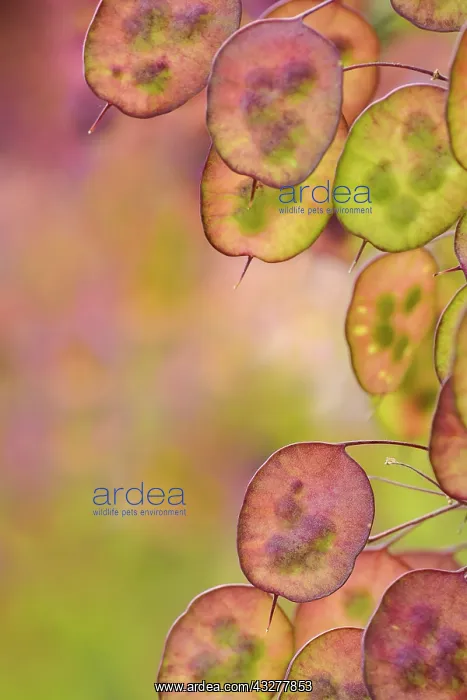 : Honesty, Lunaria annua, Purple subject : Honesty, Lunaria annua, Purple subject