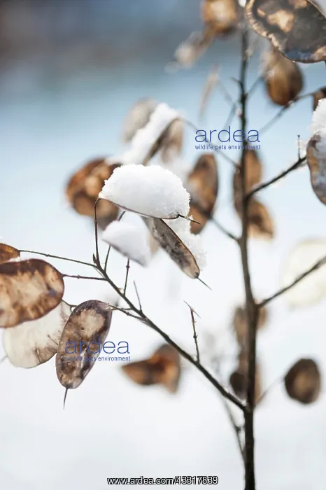  : Honesty, Lunaria annua seedheads, with snow on them