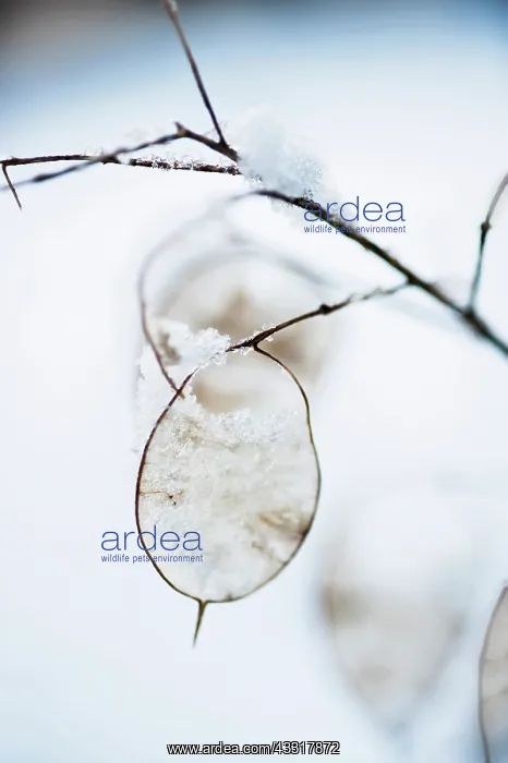 : Honesty, Lunaria annua, seedheads with snow on them : Honesty, Lunaria annua, seedheads with snow on them