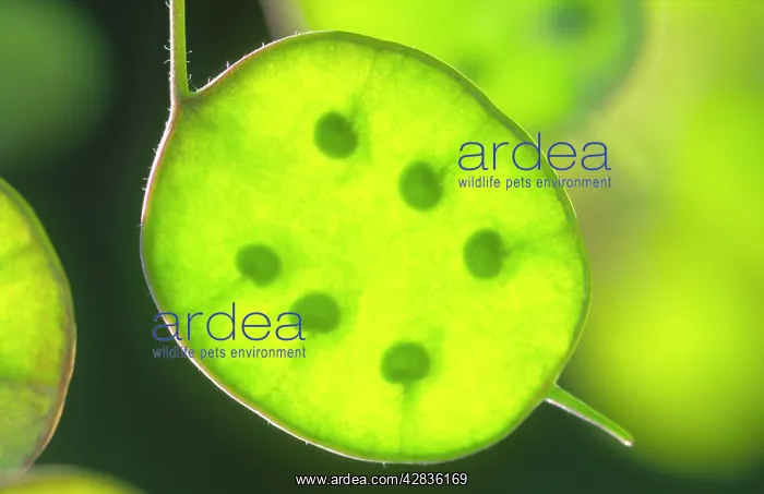 : Honesty - Seed pods : Honesty - Seed pods