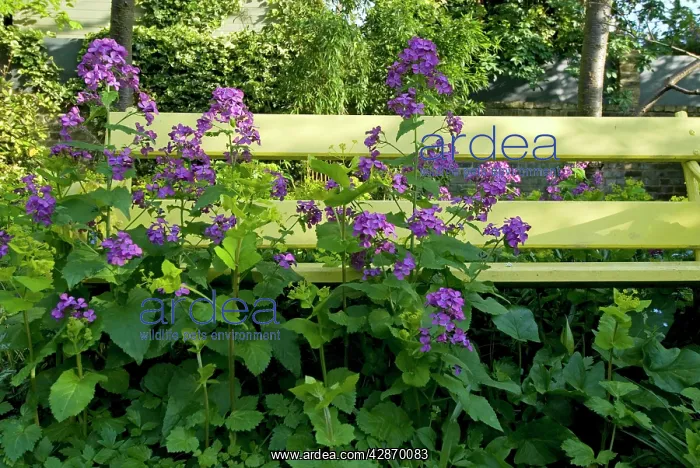  : Honesty - in front of yellow garden bench