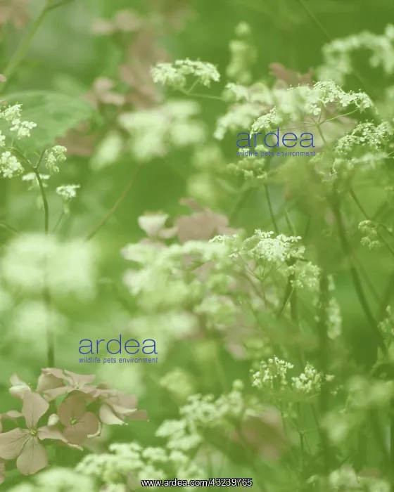  : Honesty&Cow Parsley