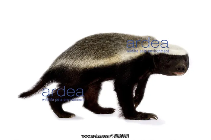 : Honey badger (Mellivora capensis) : Honey badger (Mellivora capensis)