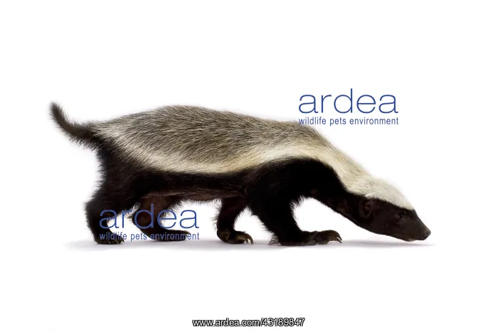 : Honey badger (Mellivora capensis) : Honey badger (Mellivora capensis)
