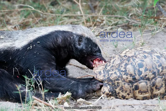  : Honey badger (Mellivora capensis) eating a leopard