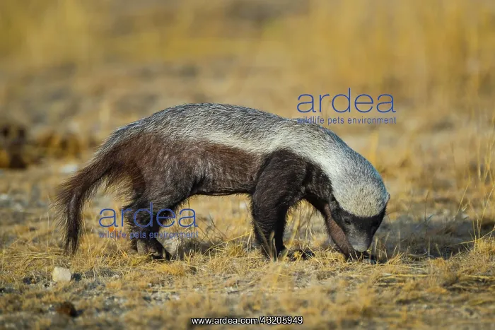 : Honey badger (Mellivora capensis) in search of prey : Honey badger (Mellivora capensis) in search of prey