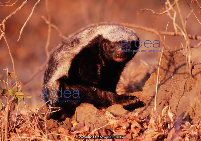 : Honey Badger / Ratel : Honey Badger / Ratel