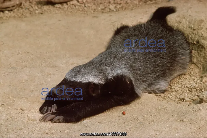  : HONEY BADGER  /  RATEL