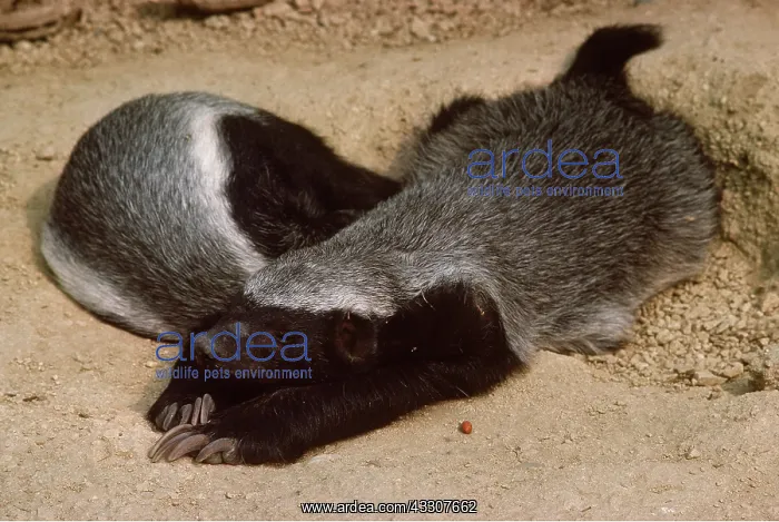 : HONEY BADGER / RATEL : HONEY BADGER / RATEL