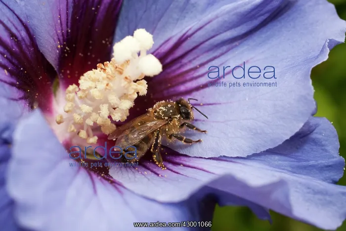 : Honey Bee resting on Rose of Sharon flower UK (Apis mellifera) : Honey Bee resting on Rose of Sharon flower UK (Apis mellifera)