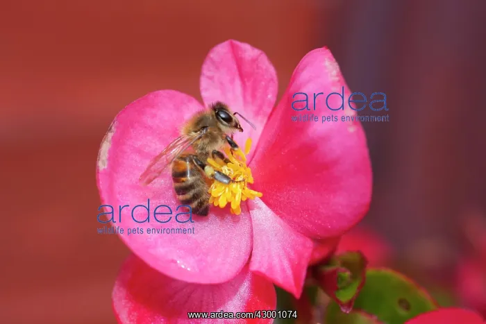 : Honey Bee on Begonia flower UK (Apis mellifera) : Honey Bee on Begonia flower UK (Apis mellifera)