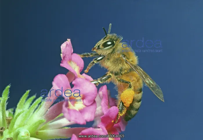 : Honey Bee, (Apis mellifera) : Honey Bee, (Apis mellifera)