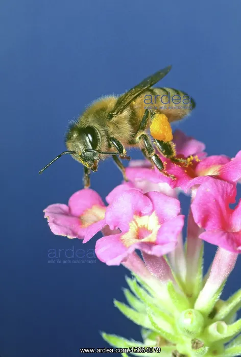 : Honey Bee, (Apis mellifera) : Honey Bee, (Apis mellifera)