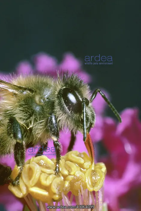 : Honey Bee, (Apis Mellifera), sips nectar from a flower : Honey Bee, (Apis Mellifera), sips nectar from a flower