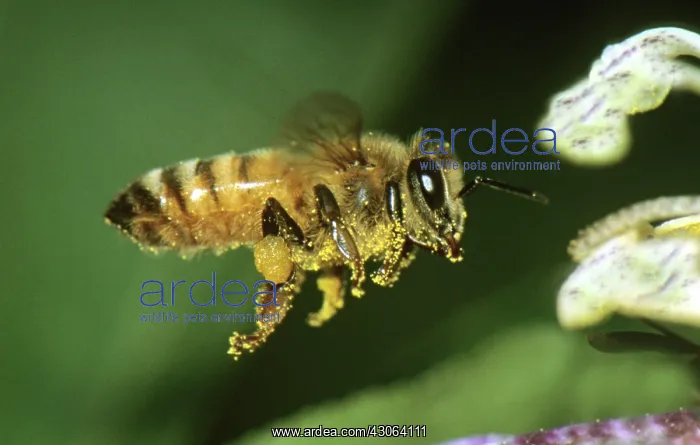 : Honey Bee, (Apis mellifera), in flight, with pollen grains in its hair leg basket : Honey Bee, (Apis mellifera), in flight, with pollen grains in its hair leg basket