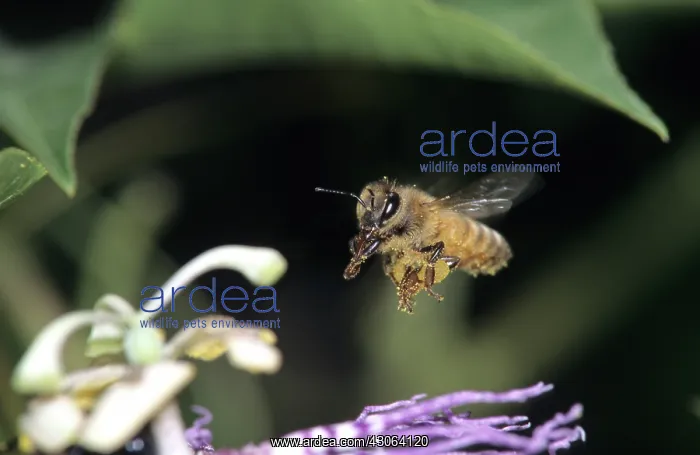 : Honey Bee, (Apis mellifera), in flight : Honey Bee, (Apis mellifera), in flight