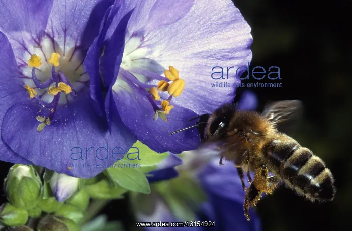 : Honey Bee (Apis mellifera) collecting nectar, Belgium : Honey Bee (Apis mellifera) collecting nectar, Belgium