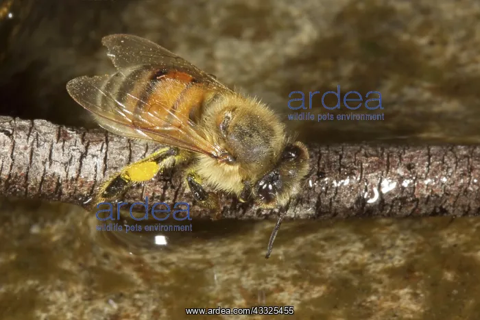 : Honey Bee, Apis mellifera, drinking water before the homeward flight : Honey Bee, Apis mellifera, drinking water before the homeward flight