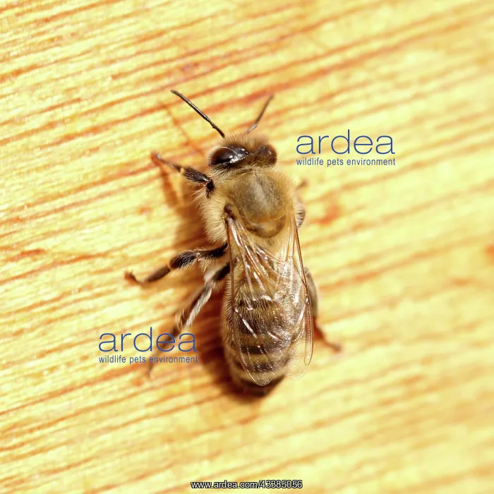 : A honey bee : A honey bee