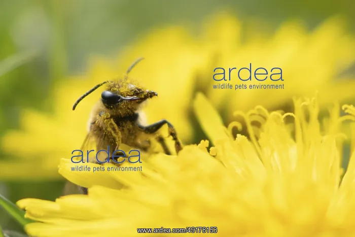 : Honey bee (Apis mellifera) adult insect on a yellow dandelion flower in spring : Honey bee (Apis mellifera) adult insect on a yellow dandelion flower in spring