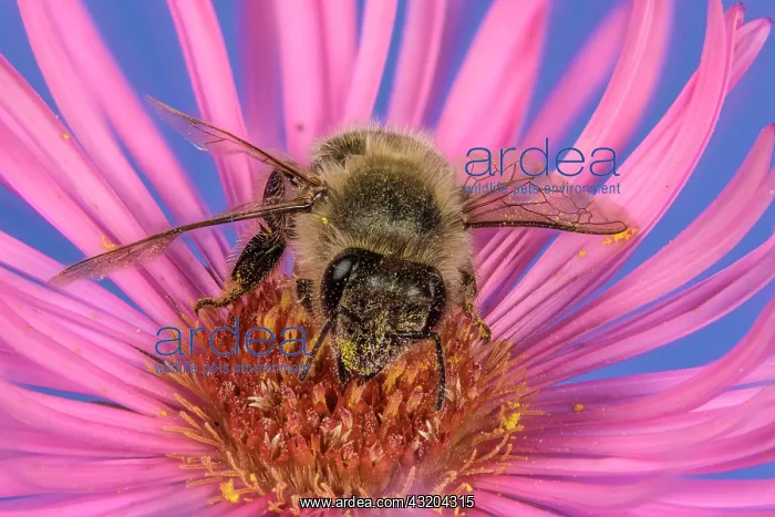  : Honey bee (Apis mellifera) on Asterflower (Aster)