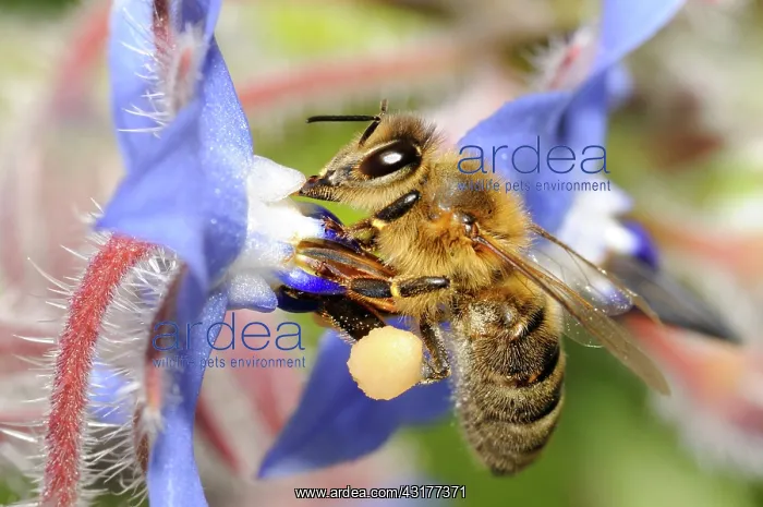 : Honey Bee (Apis mellifera) on Borage, 2015 May 12 : Honey Bee (Apis mellifera) on Borage, 2015 May 12