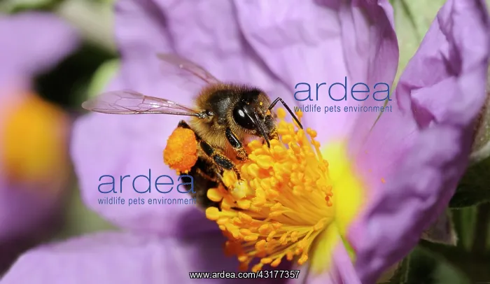 : Honey Bee (Apis mellifera) on Cistus, 2015 May 23 : Honey Bee (Apis mellifera) on Cistus, 2015 May 23