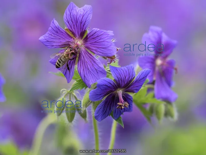 : Honey bee (Apis mellifera) collecting nectar on : Honey bee (Apis mellifera) collecting nectar on