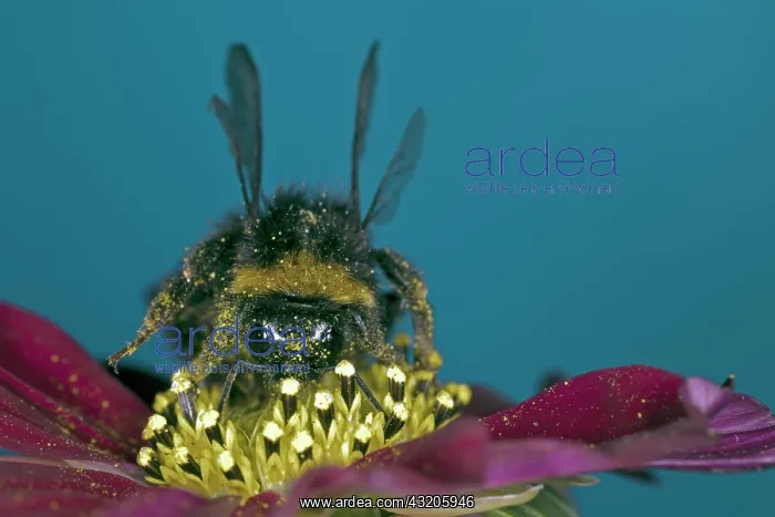 : A honey bee (Apis mellifera) collects nectar on : A honey bee (Apis mellifera) collects nectar on