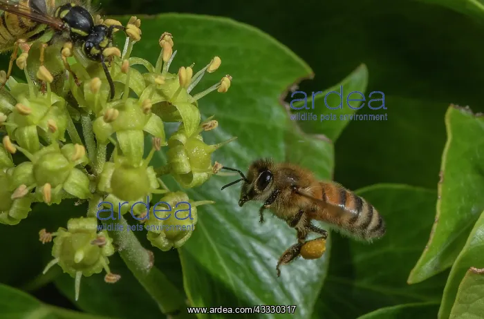 : Honey-bee, Apis mellifera, feeding on Ivy flower : Honey-bee, Apis mellifera, feeding on Ivy flower