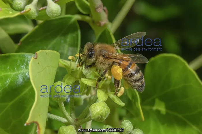 : Honey-bee, Apis mellifera, feeding on Ivy flower : Honey-bee, Apis mellifera, feeding on Ivy flower