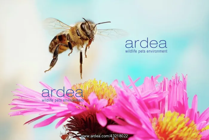 : Honey bee (Apis mellifera), in flight, on Aromatic : Honey bee (Apis mellifera), in flight, on Aromatic