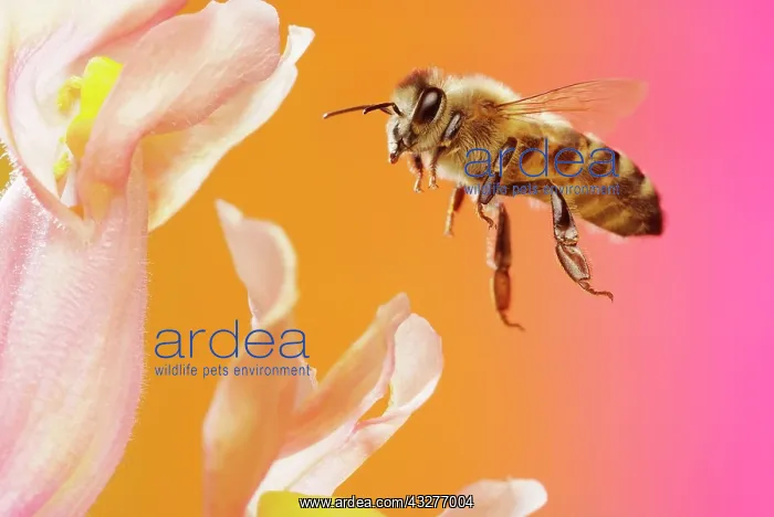 : Honey bee (Apis mellifera), in flight, on the flower : Honey bee (Apis mellifera), in flight, on the flower