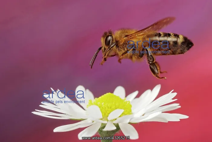: Honey bee (Apis mellifera), in flight, Germany : Honey bee (Apis mellifera), in flight, Germany