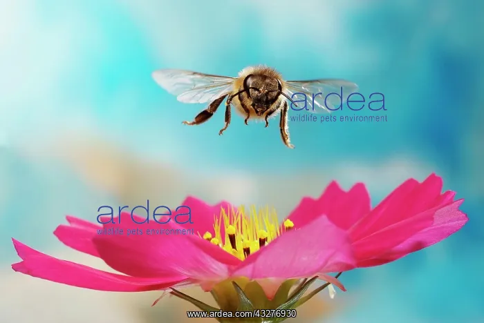  : Honey bee (Apis mellifera), flying over pink flower