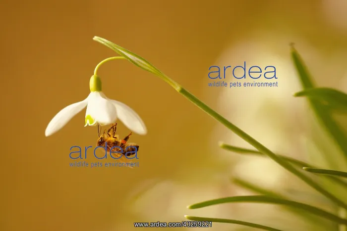 : Honey bee (Apis mellifera) foraging a snowdrop flower : Honey bee (Apis mellifera) foraging a snowdrop flower