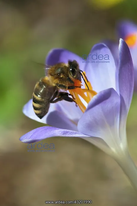 : Honey bee (Apis mellifera) on garden crocus, Schwaz : Honey bee (Apis mellifera) on garden crocus, Schwaz